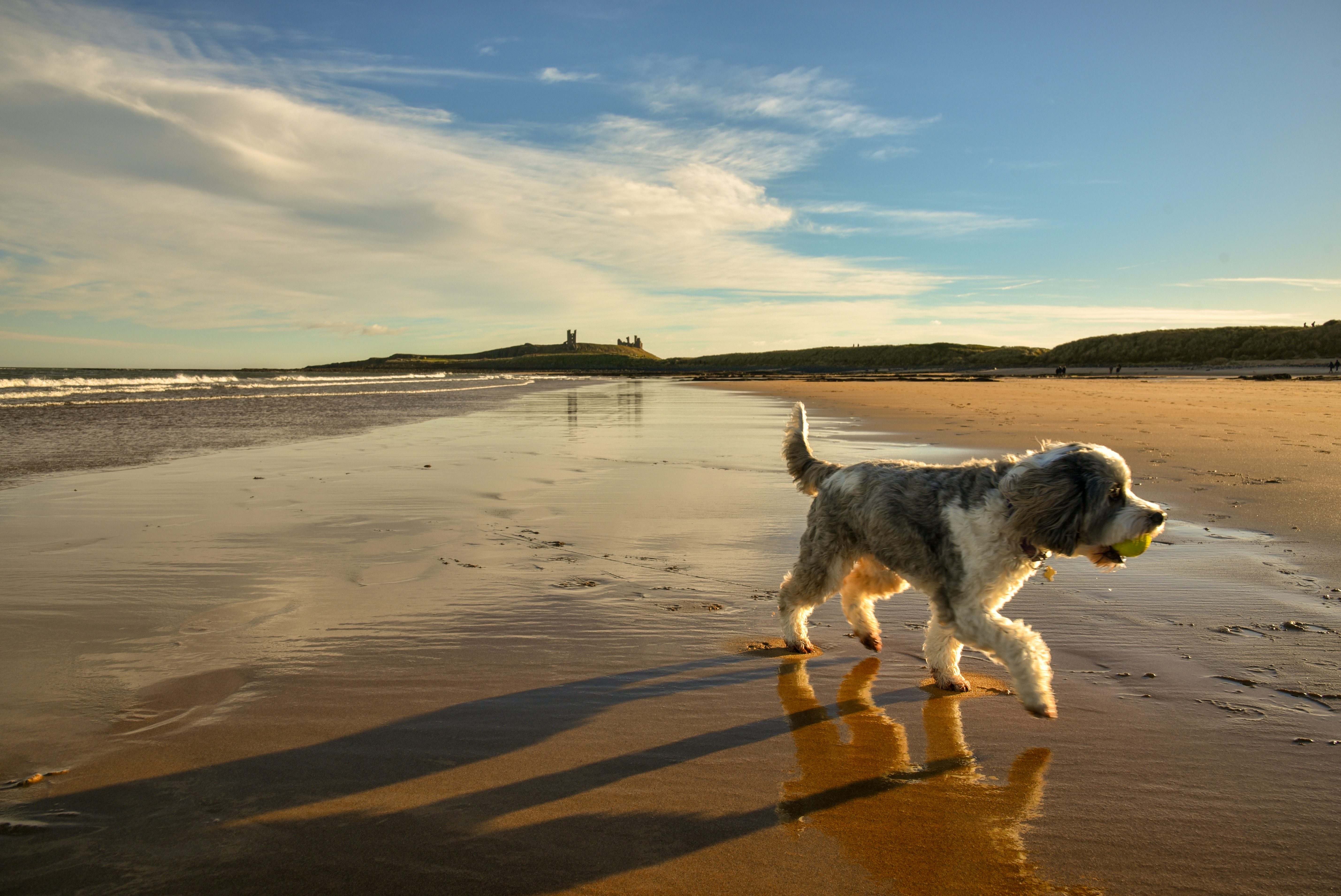 Best dog friendly attractions in Cornwall