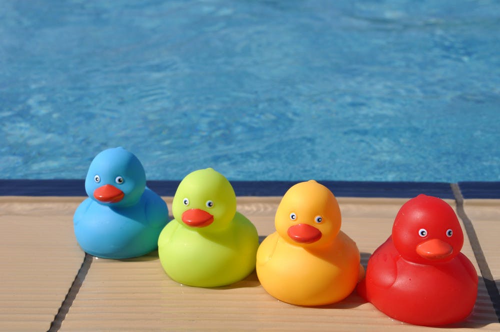 Ducks in pool