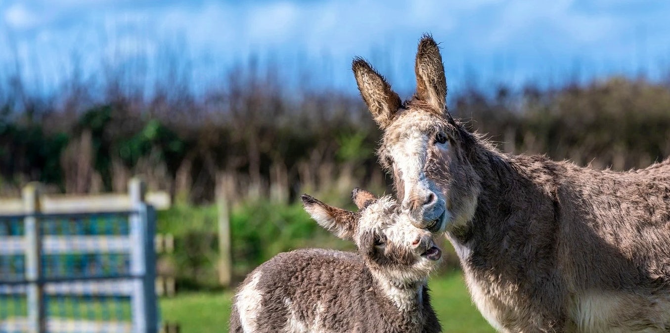 Things to do for free on a family holiday in Devon