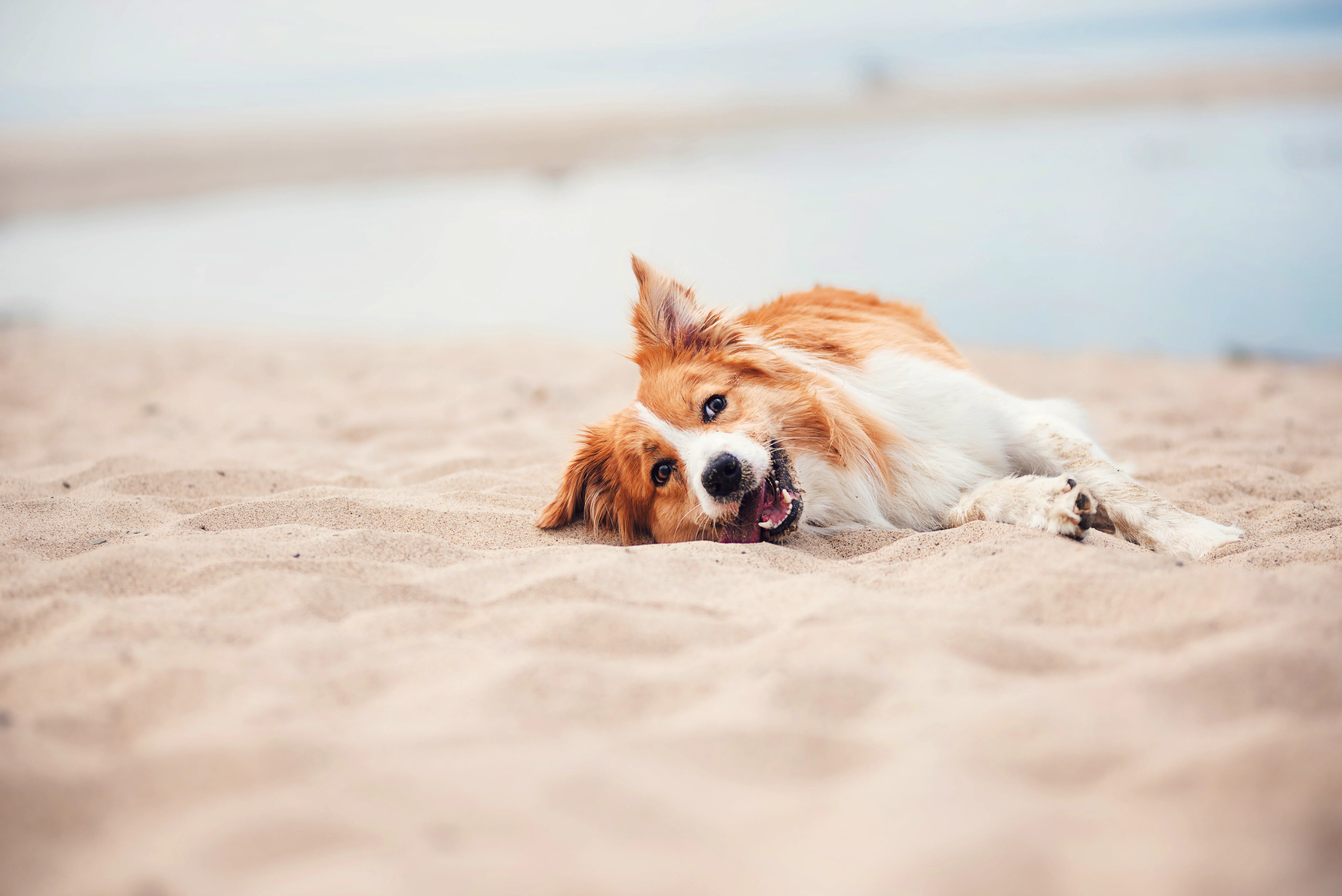 Dog-friendly holidays. Pet-friendly caravan parks. Dog holidays Cornwall. Dog-friendly beaches Cornwall.