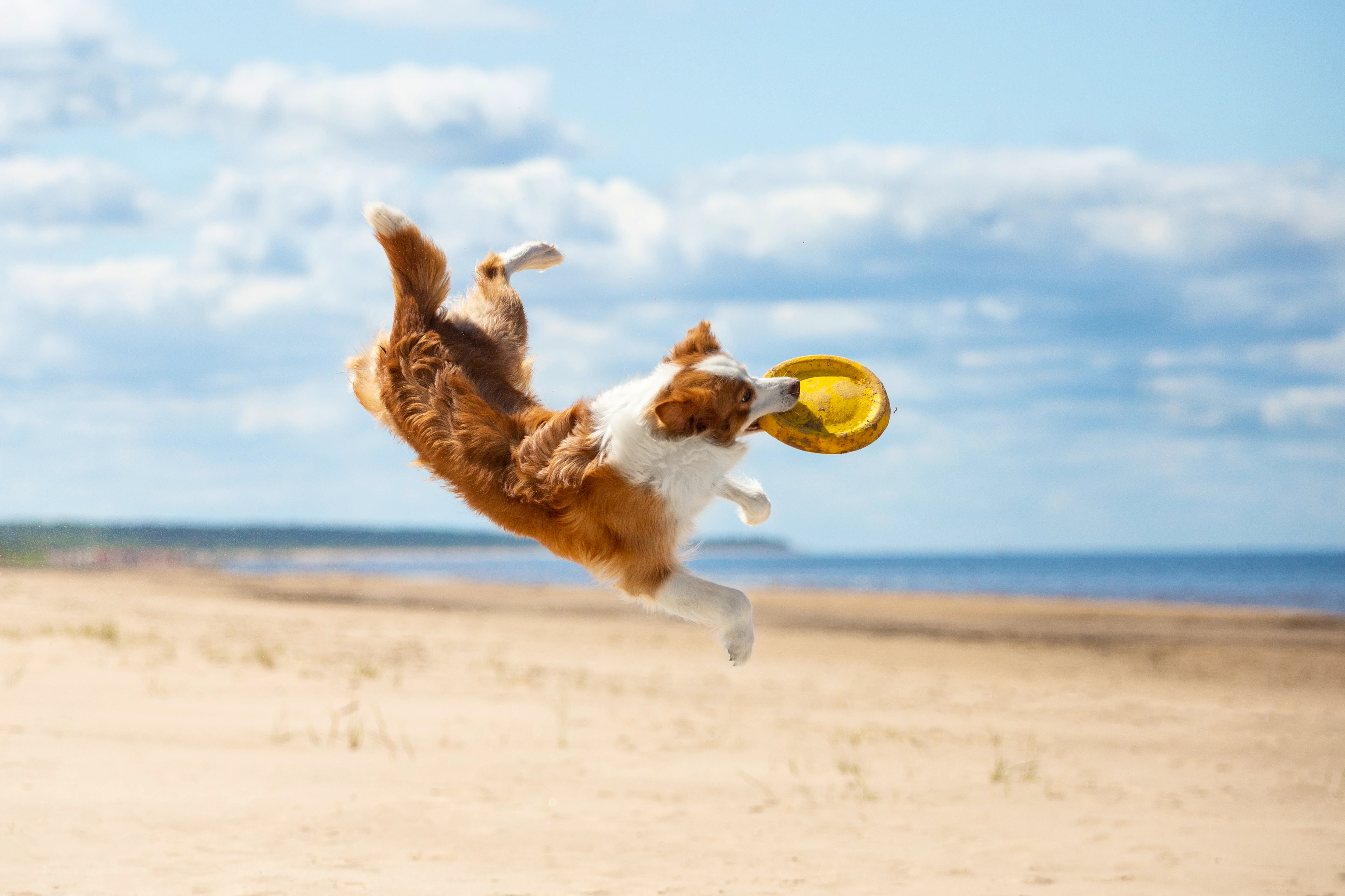 Dog friendly beaches. Pet-friendly holiday parks. Dog friendly caravan parks. Hot tub holidays. Lodge breaks. Beach holidays.