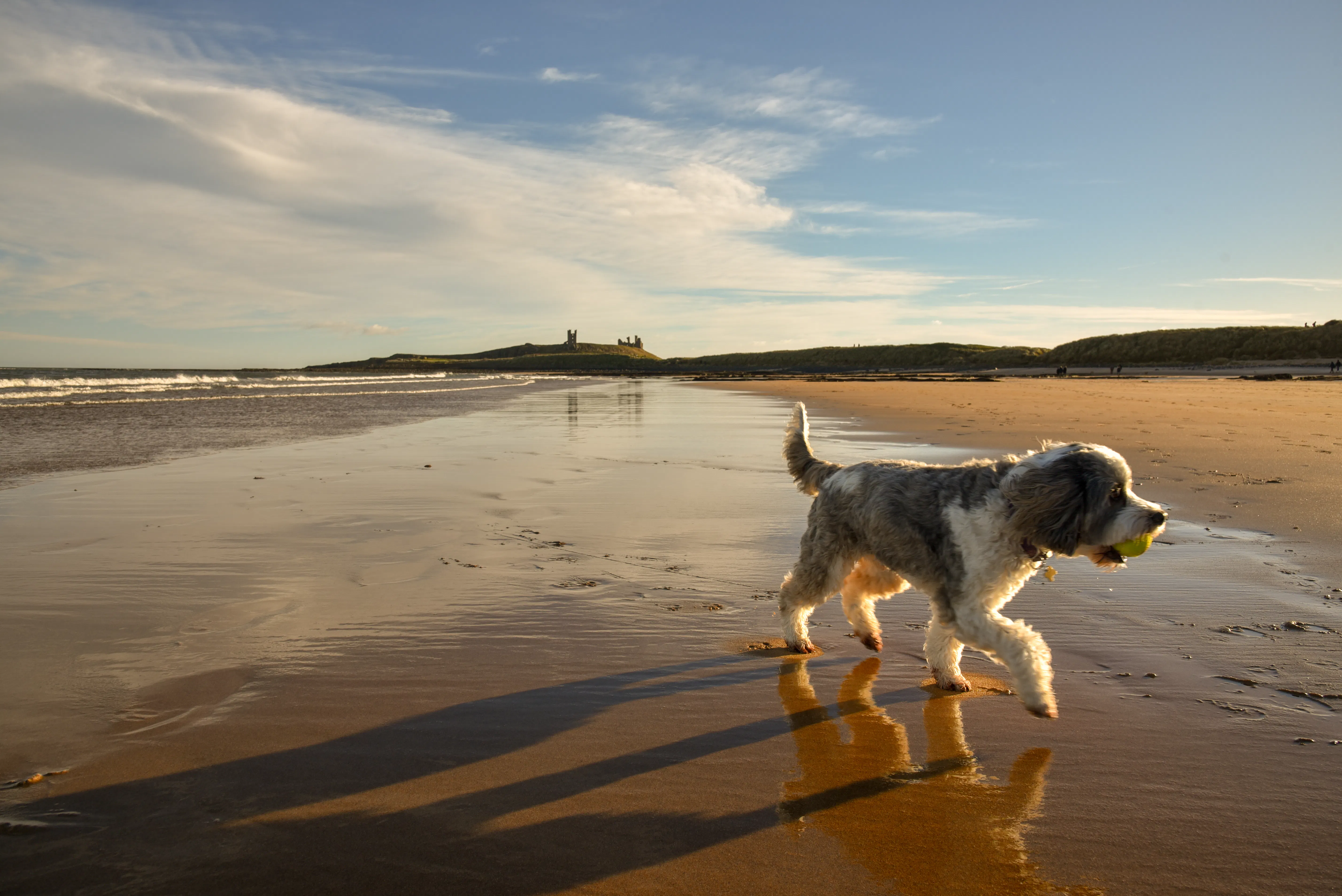 Pawsome Savings on Dog Friendly Holidays