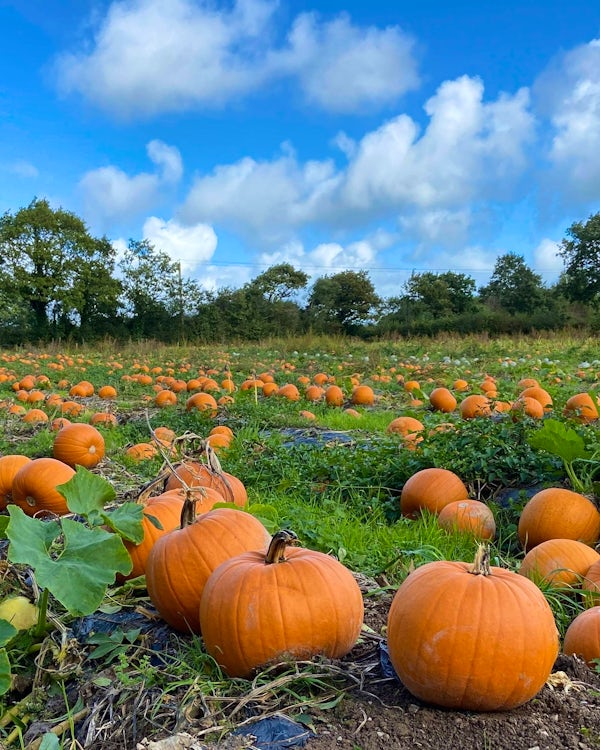 October half term activities in Devon & Cornwall